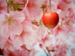 apple blossoms